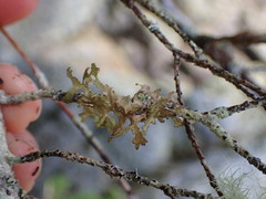 Tuckermanopsis chlorophylla