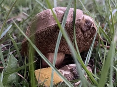 Xerocomellus chrysenteron