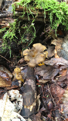 Craterellus tubaeformis