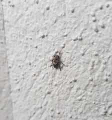 Pogonocherus hispidus