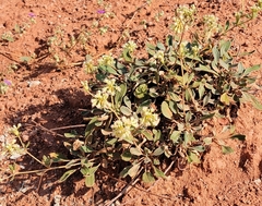 Eriogonum jamesii