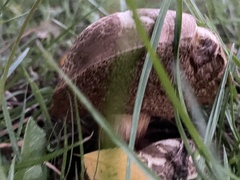 Xerocomellus chrysenteron