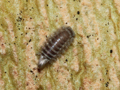 Polyxenus