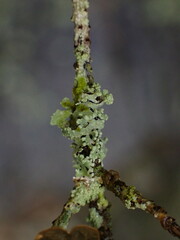 Parmelioideae