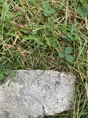 Tetramorium immigrans