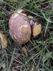 Xerocomellus chrysenteron