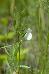 Vicia lutea