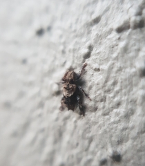 Pogonocherus hispidus