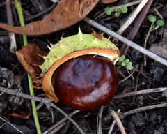 Aesculus hippocastanum