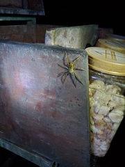 Cupiennius coccineus