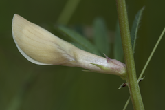 Vicia lutea