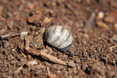 Armadillidiidae