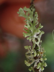 Hypogymnia hultenii