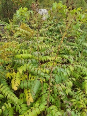 Filipendula ulmaria