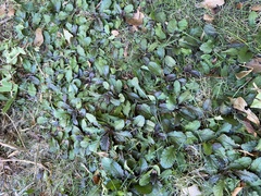 Ajuga reptans