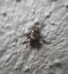 Pogonocherus hispidus