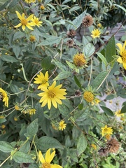 Helianthus divaricatus