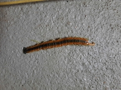 Scolopendra viridis