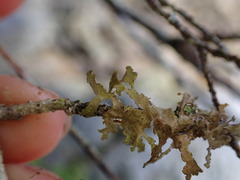 Tuckermanopsis chlorophylla