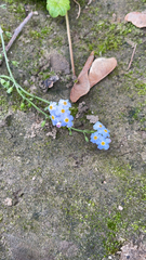 Myosotis scorpioides
