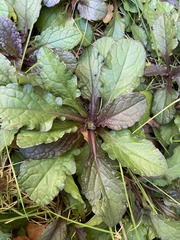 Ajuga reptans