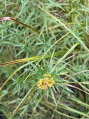 Euthamia graminifolia