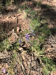Ipomopsis multiflora