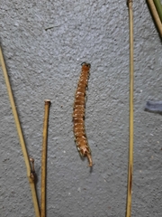 Scolopendra viridis