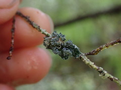 Erioderma sorediatum