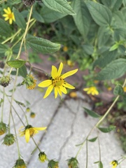 Helianthus divaricatus