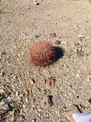 Ferocactus cylindraceus