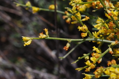Anthyllis hermanniae