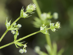 Galium spurium
