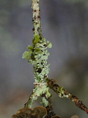 Parmelioideae