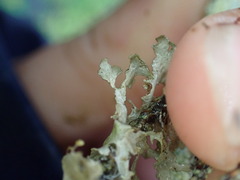 Tuckermanopsis chlorophylla