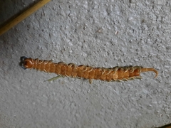 Scolopendra viridis