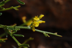 Anthyllis hermanniae