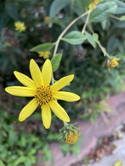 Helianthus divaricatus