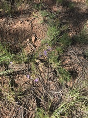 Ipomopsis multiflora