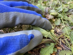 Ajuga reptans