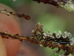 Hypogymnia hultenii