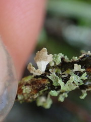 Parmelioideae