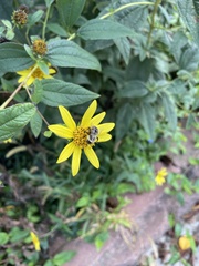 Helianthus divaricatus