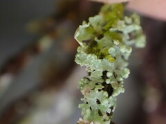 Parmelioideae
