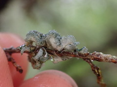 Erioderma sorediatum