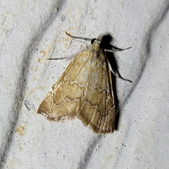Glaphyria sesquistrialis