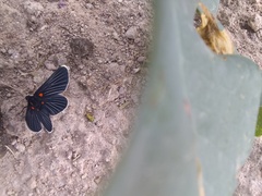 Melanis acroleuca acroleuca