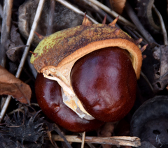 Aesculus hippocastanum