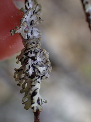 Hypogymnia hultenii