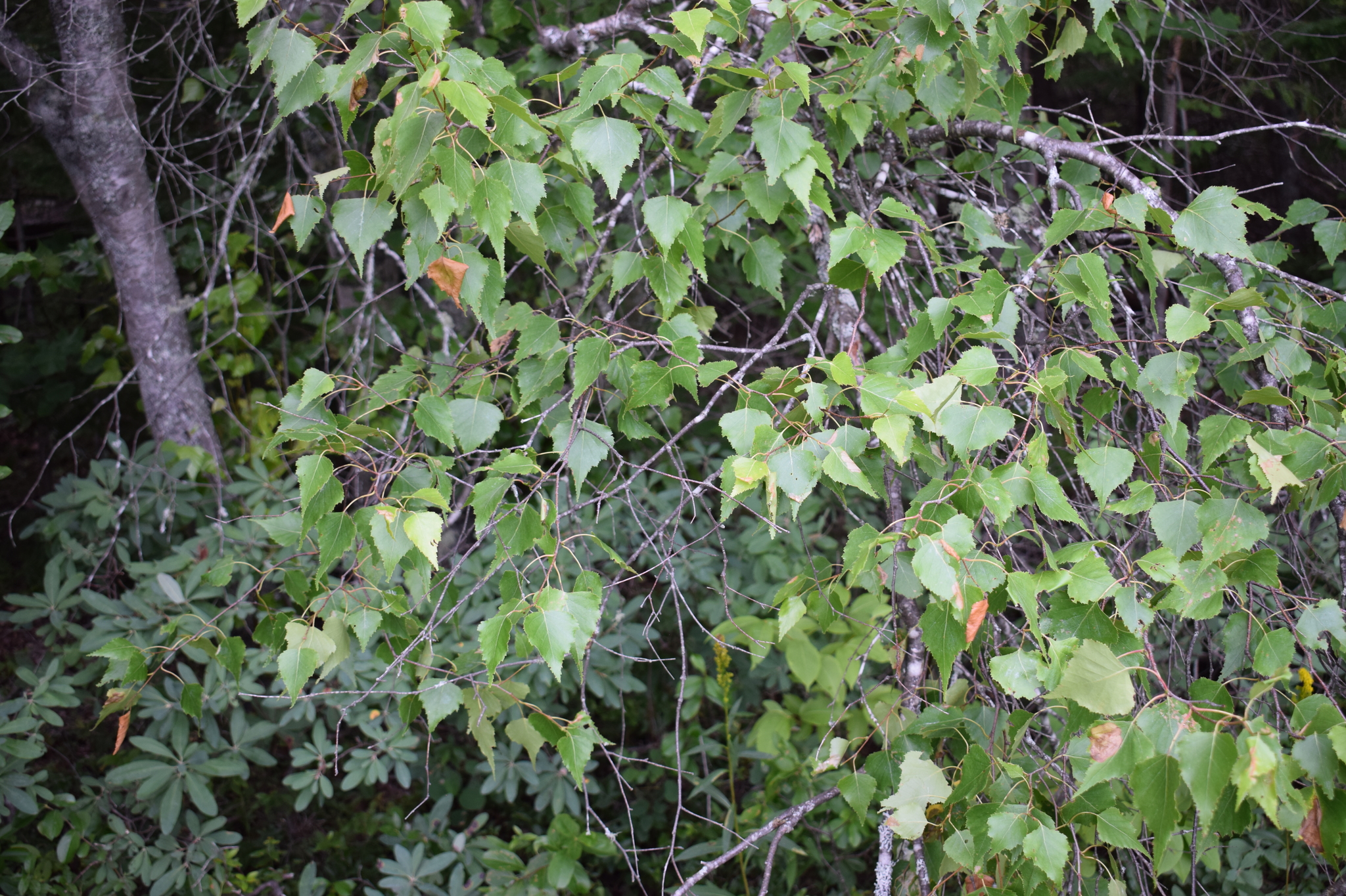 Betula pubescens - Wikipedia